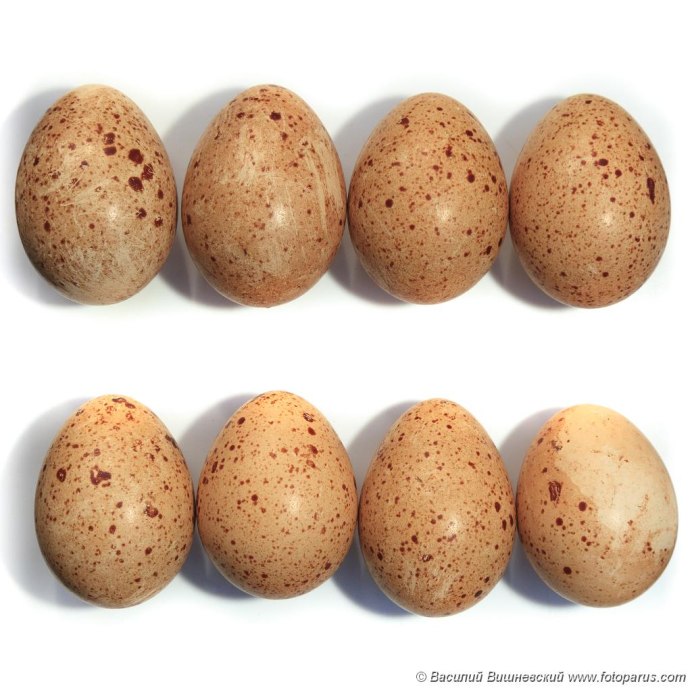 Тетеревиные яйца