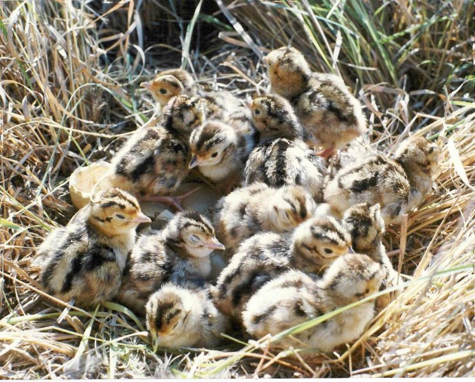 Птенец румынского фазана