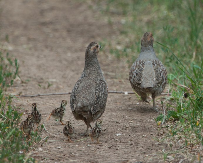 Тетерев и куропатка