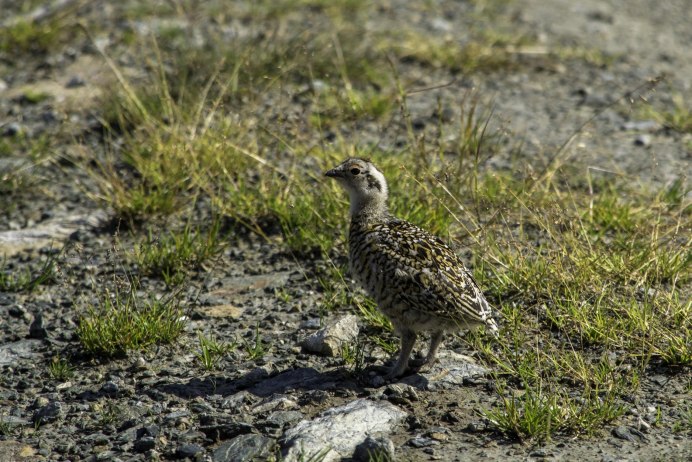Яйца подмосковных птиц