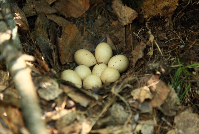 Рябчик обыкновенный гнездо