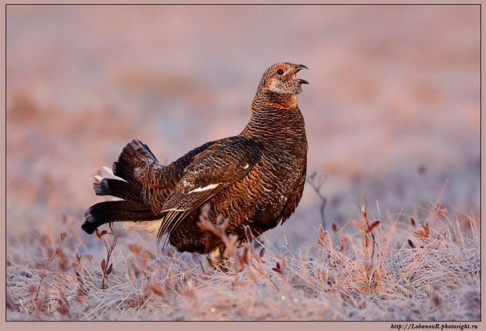 Рябчик птенцовая птица