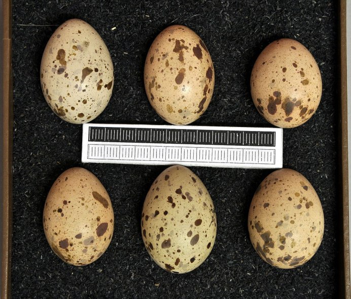 Яйца тетерева