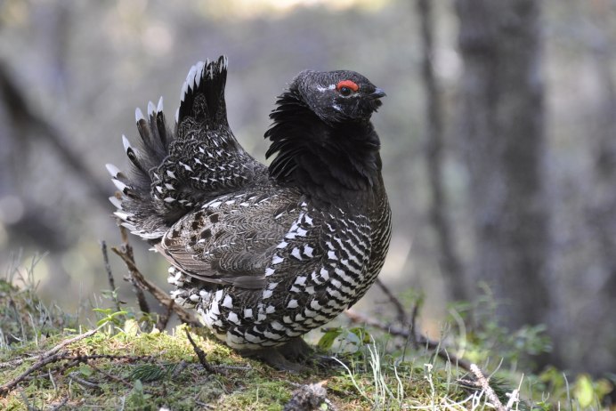 Ржанка бурокрылая гнездо