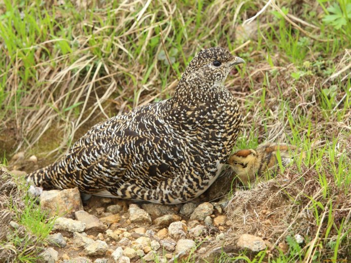 Куропатки рябчики тетерева