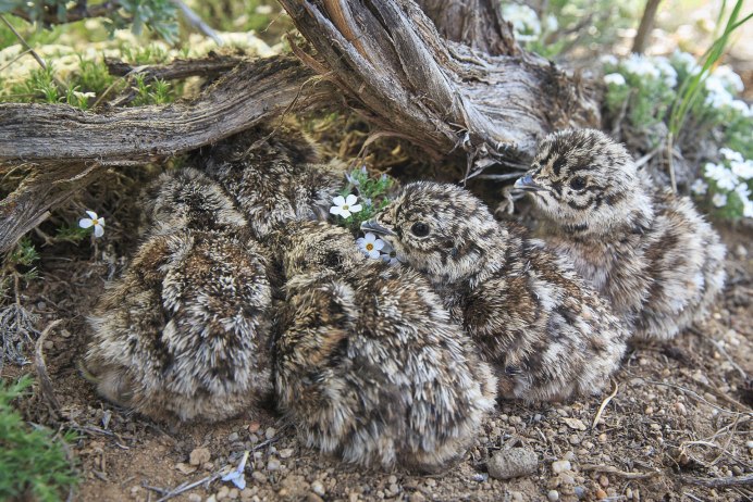 Тетерев самка с птенцами