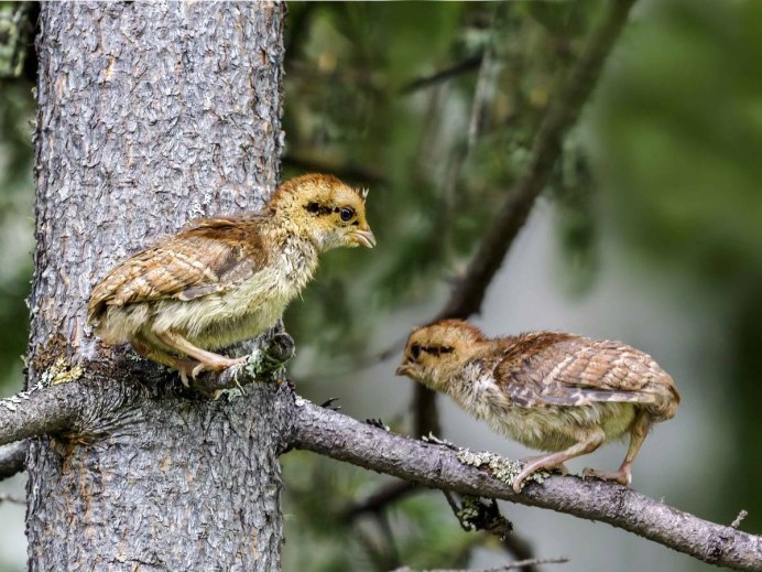 Рябчик птица с птенцами