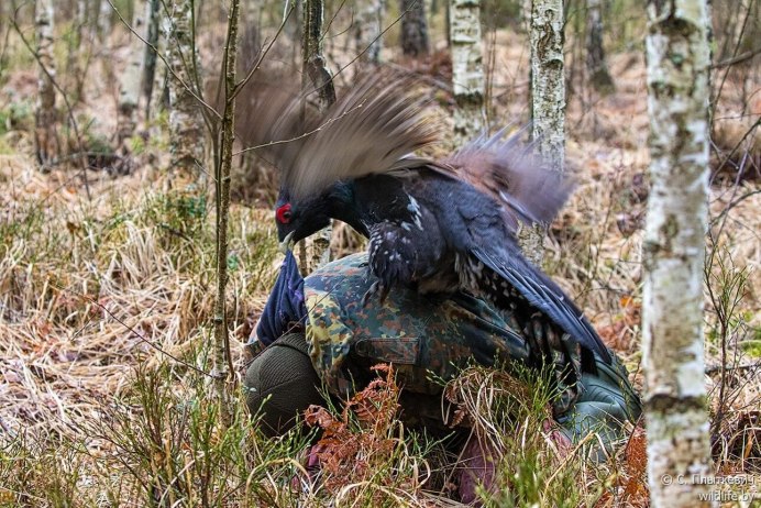 Гнездо Глухарь Капалуха