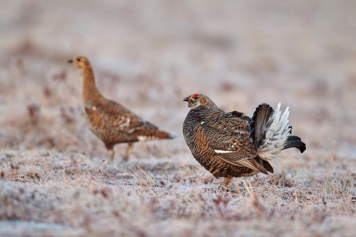 Серая куропатка с птенцами