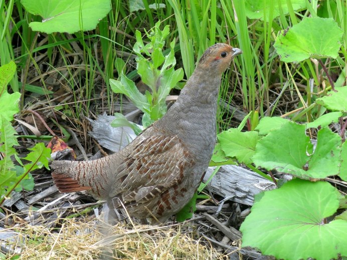 Большой Степной тетерев / Tympanuchus Cupido