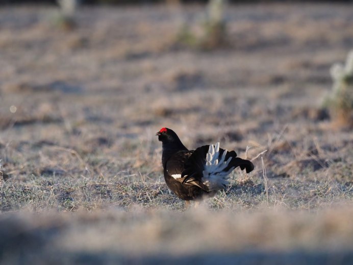 Оренбургский заповедник тетерева