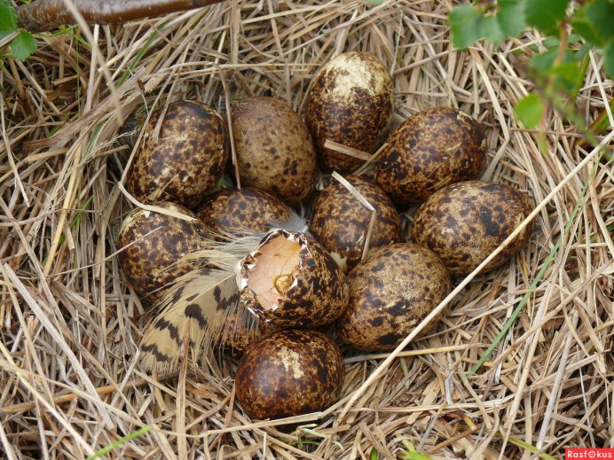 Серая куропатка яйца