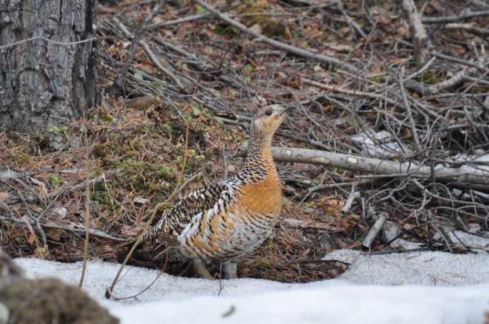Тетерев петух