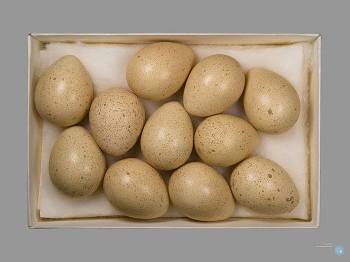 Серая куропатка яйца