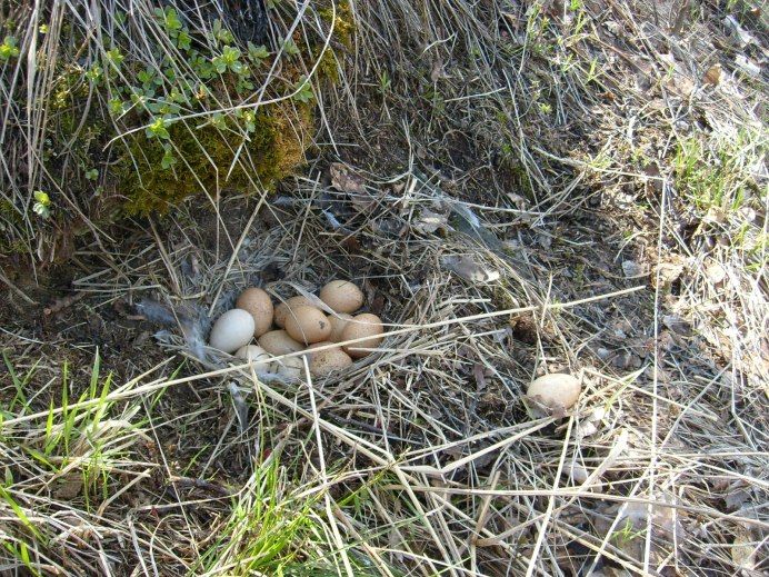 Кеклик в гнезде