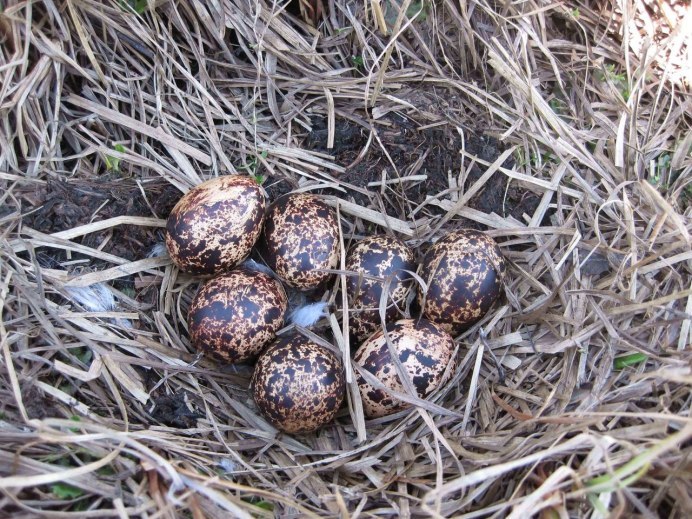 Серая куропатка яйца