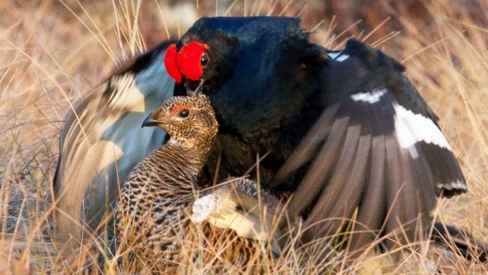 Тетерев шалфейный (Centrocercus urophasianus)