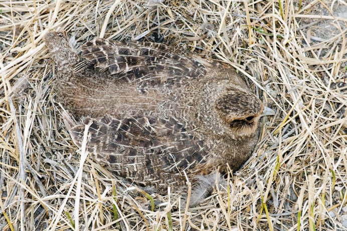Птенцы тетерева