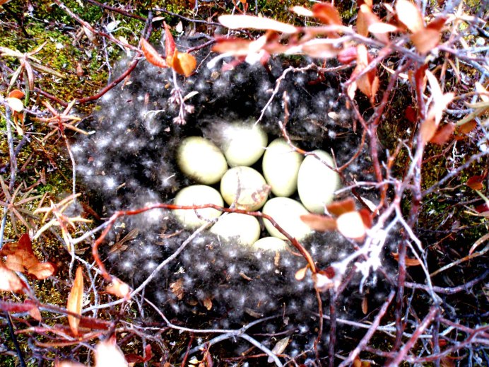 Гнездо рябчика