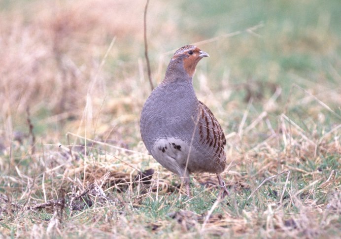 Серая куропатка яйца
