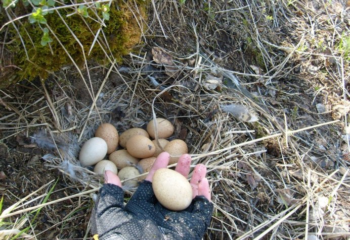 Гнездо куропатки с яйцами