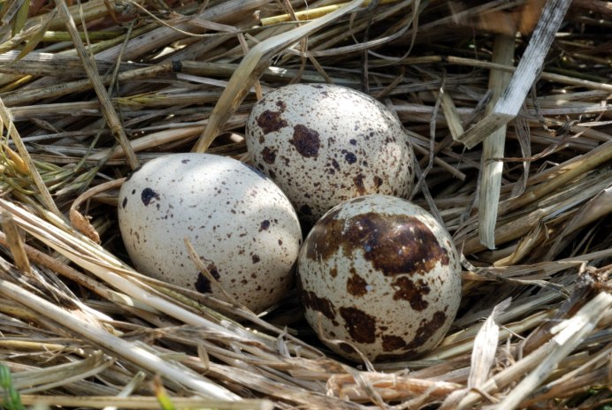 Гнездо птицы тетерев