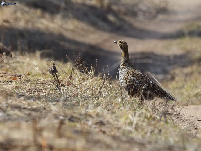 Сибирская дикуша