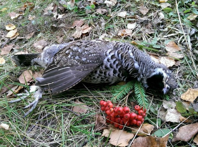 Рябчик обыкновенный гнездо