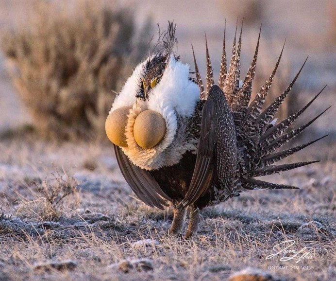 Птенец фазана Аргуса