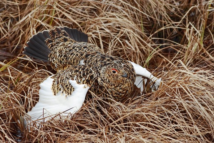 Серая куропатка гнездо