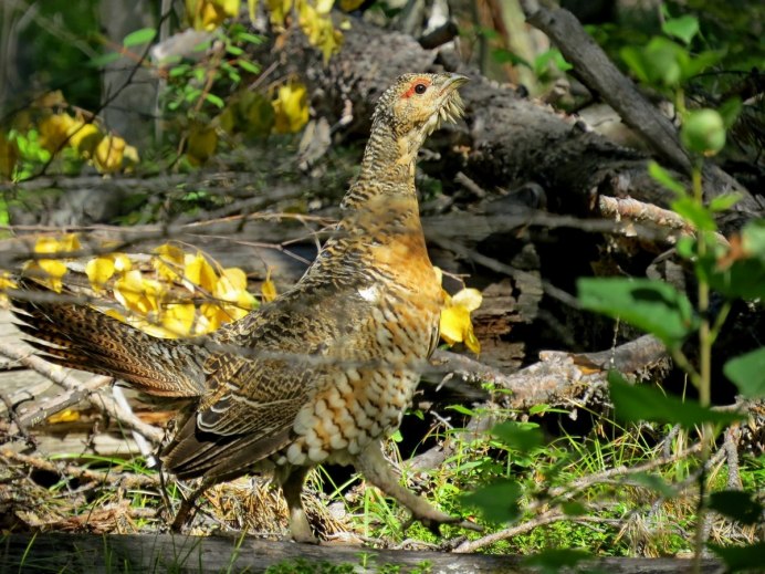 Глухарь (Tetrao urogallus)