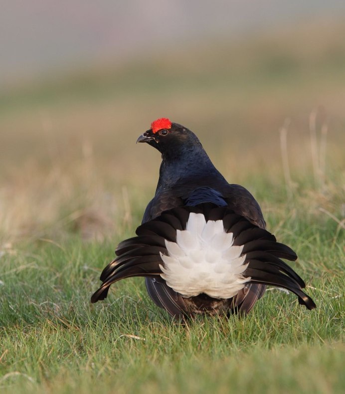 Тетерев-Косач самка