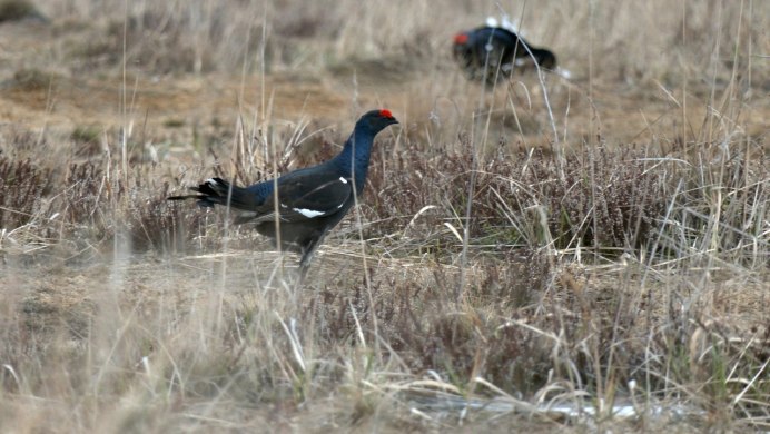 Тетерев под Питером