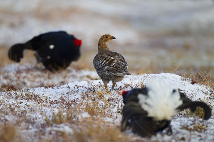 Птенец куропатки