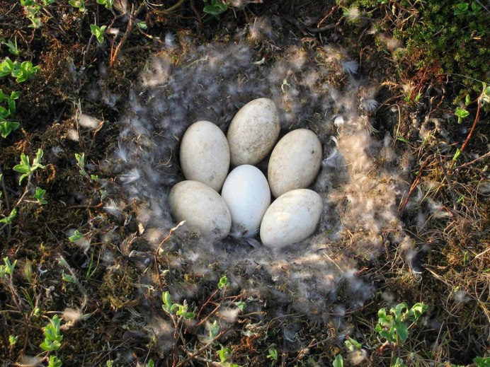 Глухарь птица гнездование