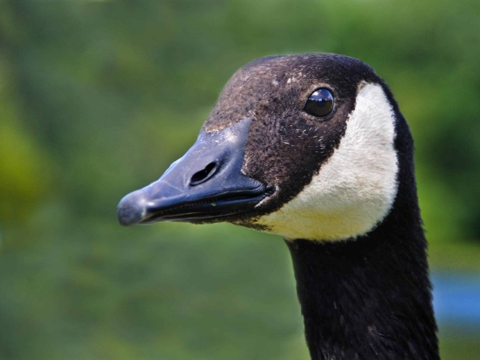 Черный Гусь