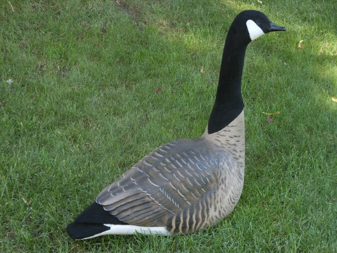 Черный Гусь фото