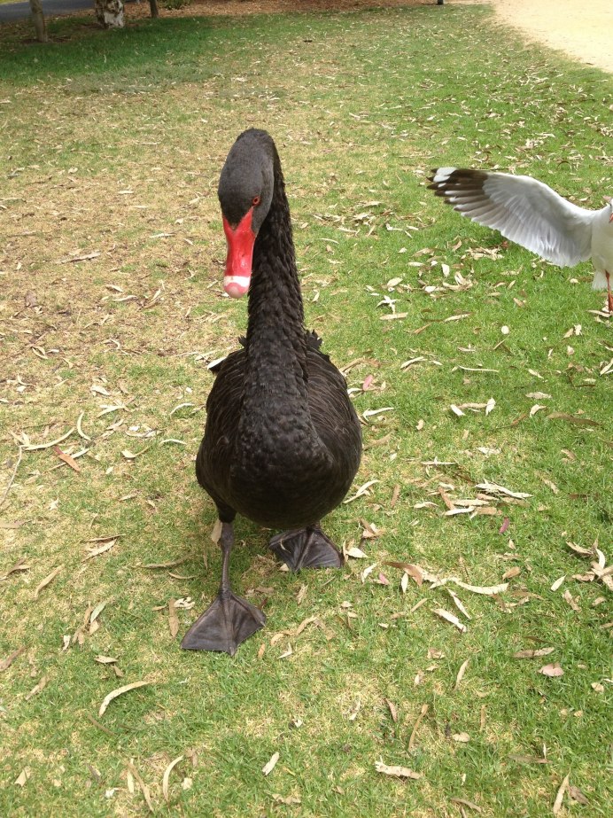 Лапы казарки