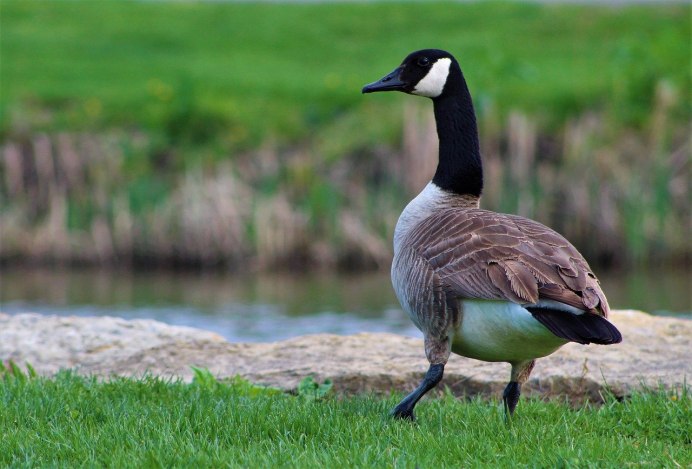 Гусь с черной шеей