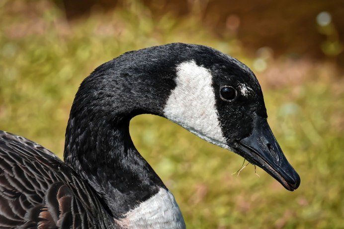 Дикий черный Гусь