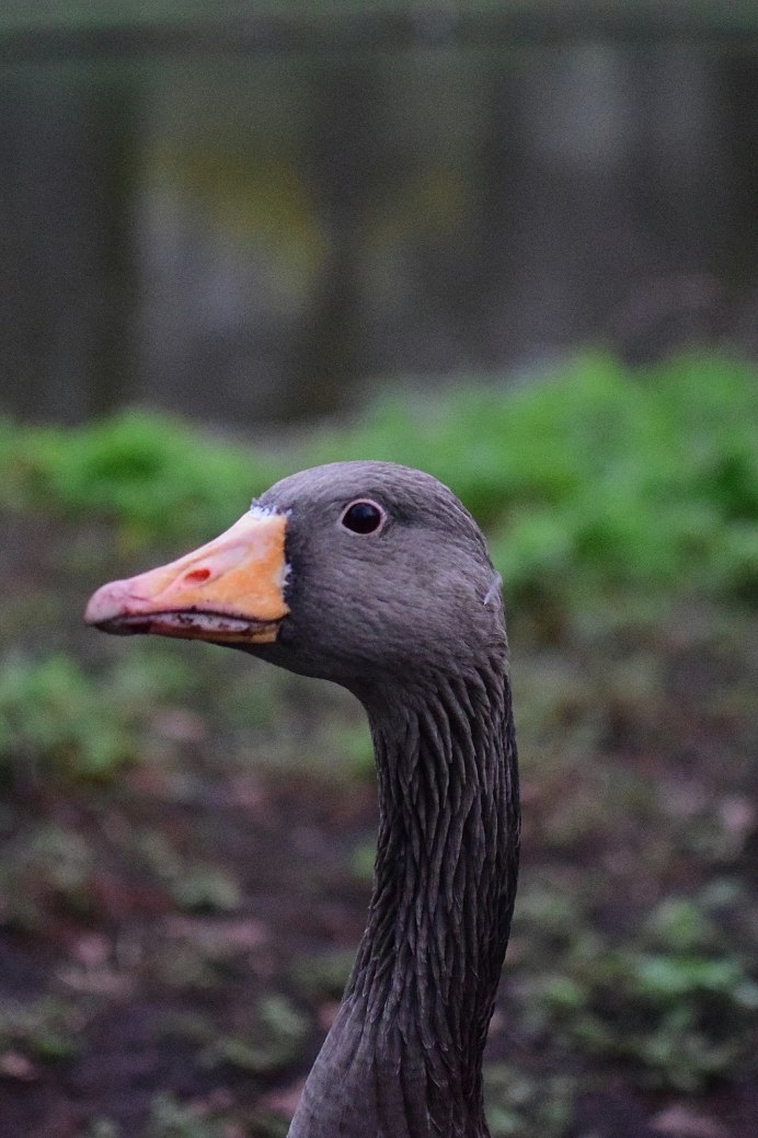 Обои с гусями