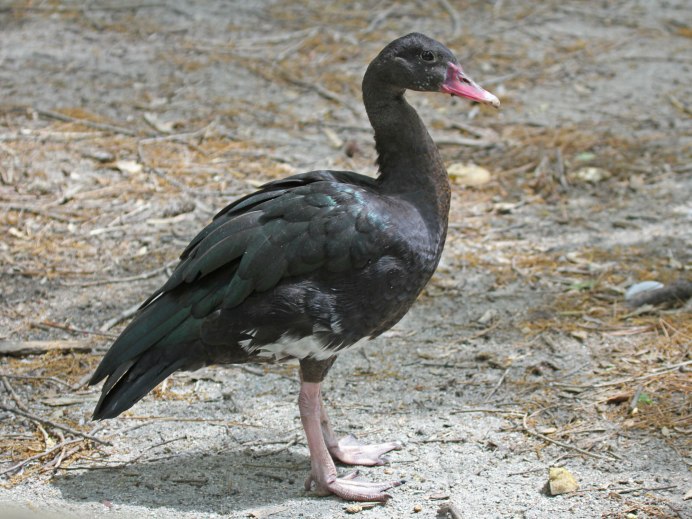 Казарка клюв