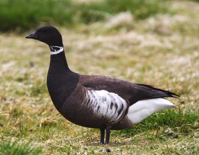 Чёрный лебедь и белый лебедь