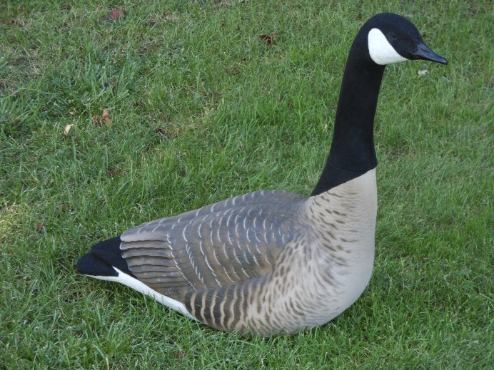 Дикие гуси казарка