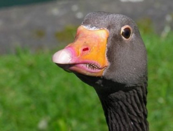 Canada Goose птица