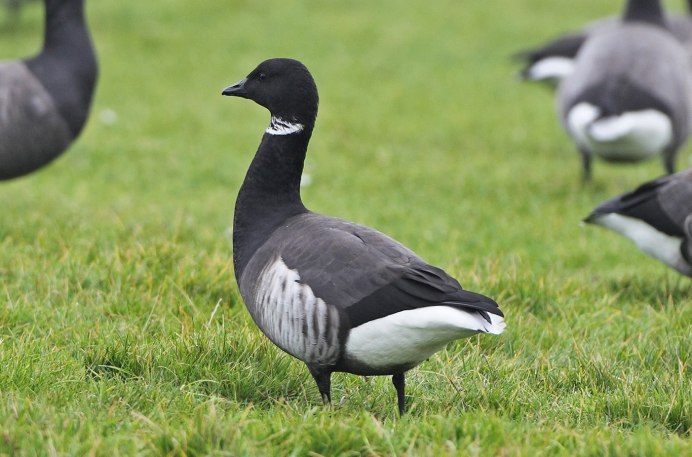 Гусь темный