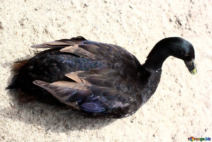 Атлантическая черная казарка