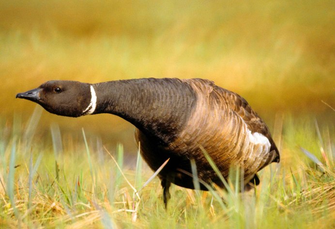 Удивленный Гусь