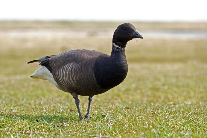 Американская казарка