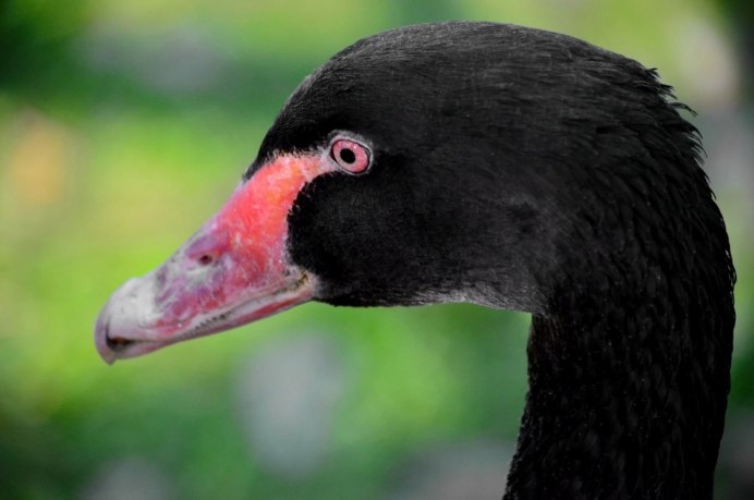 Черный Гусь